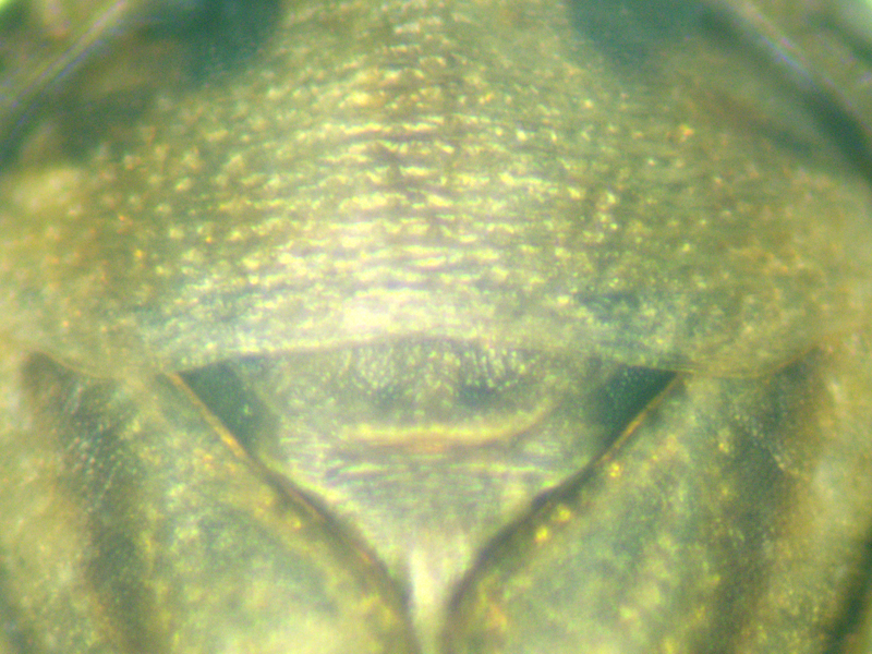 Anaceratagallia ribauti